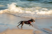 Dog running at Diabo Beach - Rio de Janeiro city - Rio de Janeiro state (RJ) - Brazil