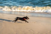 Dog running at Diabo Beach - Rio de Janeiro city - Rio de Janeiro state (RJ) - Brazil