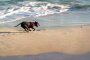 Dog running at Diabo Beach - Rio de Janeiro city - Rio de Janeiro state (RJ) - Brazil