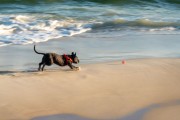 Dog running at Diabo Beach - Rio de Janeiro city - Rio de Janeiro state (RJ) - Brazil