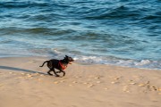 Dog running at Diabo Beach - Rio de Janeiro city - Rio de Janeiro state (RJ) - Brazil