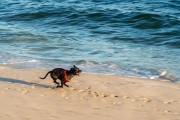 Dog running at Diabo Beach - Rio de Janeiro city - Rio de Janeiro state (RJ) - Brazil