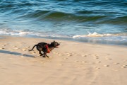 Dog running at Diabo Beach - Rio de Janeiro city - Rio de Janeiro state (RJ) - Brazil