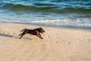 Dog running at Diabo Beach - Rio de Janeiro city - Rio de Janeiro state (RJ) - Brazil