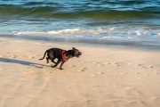 Dog running at Diabo Beach - Rio de Janeiro city - Rio de Janeiro state (RJ) - Brazil