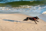 Dog running at Diabo Beach - Rio de Janeiro city - Rio de Janeiro state (RJ) - Brazil