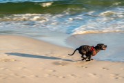 Dog running at Diabo Beach - Rio de Janeiro city - Rio de Janeiro state (RJ) - Brazil