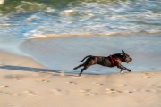 Dog running at Diabo Beach - Rio de Janeiro city - Rio de Janeiro state (RJ) - Brazil