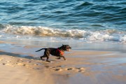 Dog running at Diabo Beach - Rio de Janeiro city - Rio de Janeiro state (RJ) - Brazil