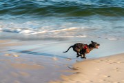 Dog running at Diabo Beach - Rio de Janeiro city - Rio de Janeiro state (RJ) - Brazil