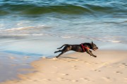 Dog running at Diabo Beach - Rio de Janeiro city - Rio de Janeiro state (RJ) - Brazil