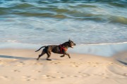 Dog running at Diabo Beach - Rio de Janeiro city - Rio de Janeiro state (RJ) - Brazil