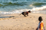 Dog running at Diabo Beach - Rio de Janeiro city - Rio de Janeiro state (RJ) - Brazil