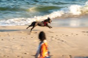 Dog running at Diabo Beach - Rio de Janeiro city - Rio de Janeiro state (RJ) - Brazil