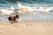 Dog running at Diabo Beach - Rio de Janeiro city - Rio de Janeiro state (RJ) - Brazil