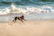 Dog running at Diabo Beach - Rio de Janeiro city - Rio de Janeiro state (RJ) - Brazil