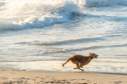 Dog running at Diabo Beach - Rio de Janeiro city - Rio de Janeiro state (RJ) - Brazil