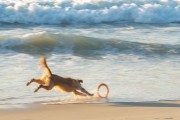 Dog running at Diabo Beach - Rio de Janeiro city - Rio de Janeiro state (RJ) - Brazil