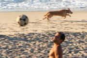 Dog running at Diabo Beach - Rio de Janeiro city - Rio de Janeiro state (RJ) - Brazil