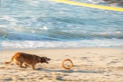 Dog running at Diabo Beach - Rio de Janeiro city - Rio de Janeiro state (RJ) - Brazil