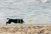 Dog running at Diabo Beach - Rio de Janeiro city - Rio de Janeiro state (RJ) - Brazil