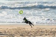 Dog running at Diabo Beach - Rio de Janeiro city - Rio de Janeiro state (RJ) - Brazil