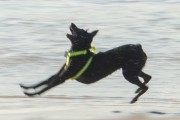 Dog playing at Diabo Beach - Rio de Janeiro city - Rio de Janeiro state (RJ) - Brazil