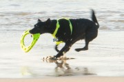 Dog playing at Diabo Beach - Rio de Janeiro city - Rio de Janeiro state (RJ) - Brazil