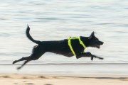 Dog playing at Diabo Beach - Rio de Janeiro city - Rio de Janeiro state (RJ) - Brazil