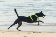 Dog playing at Diabo Beach - Rio de Janeiro city - Rio de Janeiro state (RJ) - Brazil