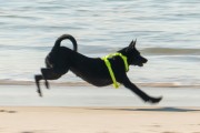 Dog playing at Diabo Beach - Rio de Janeiro city - Rio de Janeiro state (RJ) - Brazil