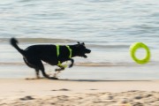 Dog playing at Diabo Beach - Rio de Janeiro city - Rio de Janeiro state (RJ) - Brazil