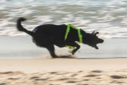 Dog playing at Diabo Beach - Rio de Janeiro city - Rio de Janeiro state (RJ) - Brazil