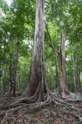 Big tree in the Amazon rainforest during the dry season - Anavilhanas National Park - Manaus city - Amazonas state (AM) - Brazil