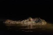 Black Caiman (Melanosuchus niger) at Negro River - Anavilhanas National Park - Manaus city - Amazonas state (AM) - Brazil