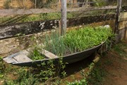 Small vegetable garden in Tiririca Community - Anavilhanas National Park - Novo Airao city - Amazonas state (AM) - Brazil
