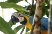 Blue-and-yellow Macaw (Ara ararauna) in the Rio Negro Sustainable Development Reserve - Anavilhanas National Park - Novo Airao city - Amazonas state (AM) - Brazil