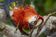 Scarlet Macaw (Ara macao) in the Rio Negro Sustainable Development Reserve - Anavilhanas National Park - Novo Airao city - Amazonas state (AM) - Brazil