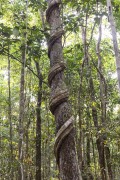 Tree strangled by vine in the Amazon rainforest - Anavilhanas National Park - Manaus city - Amazonas state (AM) - Brazil