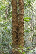 Path made by termites on a tree trunk - Anavilhanas National Park - Manaus city - Amazonas state (AM) - Brazil