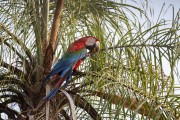 Red-and-green Macaw (Ara chloropterus) feeding on nuts from the Bocaiuva palm tree - Refugio Caiman - Miranda city - Mato Grosso do Sul state (MS) - Brazil