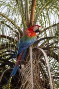 Red-and-green Macaw (Ara chloropterus) feeding on nuts from the Bocaiuva palm tree - Refugio Caiman - Miranda city - Mato Grosso do Sul state (MS) - Brazil