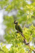 Yellow-collared Macaw (Primolius auricollis) - Refugio Caiman - Miranda city - Mato Grosso do Sul state (MS) - Brazil