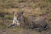 Jaguar (Panthera onca) - Refugio Caiman - Miranda city - Mato Grosso do Sul state (MS) - Brazil