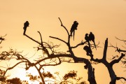 Hyacinth Macaws (Anodorhynchus hyacinthinus) on a tree branch at dawn - Refugio Caiman - Miranda city - Mato Grosso do Sul state (MS) - Brazil