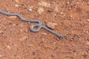 Snake crossing dirt road - Refugio Caiman - Miranda city - Mato Grosso do Sul state (MS) - Brazil