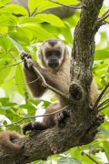 Capuchin (Sapajus cay) - Refugio Caiman - Miranda city - Mato Grosso do Sul state (MS) - Brazil
