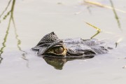 Yacare caiman (caiman crocodilus yacare) - Caiman Refuge - Miranda city - Mato Grosso do Sul state (MS) - Brazil