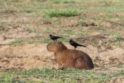Capybara (Hydrochoerus hydrochaeris) grazing with Giant Cowbird (Molothrus oryzivorus) on its back - Refugio Caiman - Miranda city - Mato Grosso do Sul state (MS) - Brazil