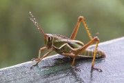 Grasshopper in Iguaçu National Park - Border between Brazil and Argentina - Foz do Iguacu city - Parana state (PR) - Brazil